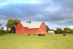 Barn Red Beef Cattle #3529