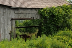 Barn Rose Museum #1703