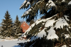 Barn West Lake Fir Trees Winter #2116