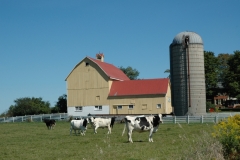 Barn Yellow Cows #2856