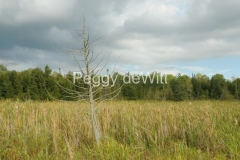 Belleville-Frink-Conservation-Tree-2788
