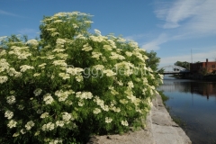 Belleville-River-Flowers-3036