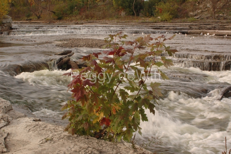 Belleville Moira River Fall #1809