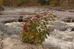Belleville Moira River Fall #1809