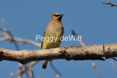 Bird-Cedar-Waxwing-2932