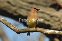 Bird-Cedar-Waxwing-2933