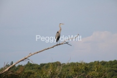 Bird-Great-Blue-Heron-3136