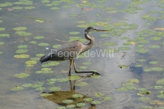 Bird-Great-Blue-Heron-3878