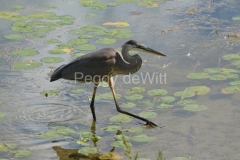 Bird-Great-Blue-Heron-Stepping-3879