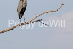 Bird-Great-Blue-Heron-v-3136