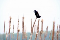 Bird-Red-Winged-Black-3140