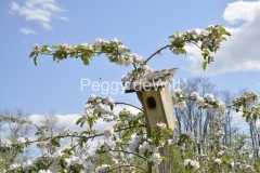 Birdhouse-Apple-Blossoms-3652