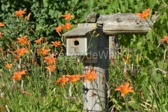 Birdhouse-Day-Lilies-2938