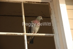 Birds-Pigeon-Window-3114