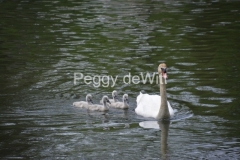 Birds-Swan-Babies-3535