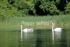 Birds-Swans-Family-3536