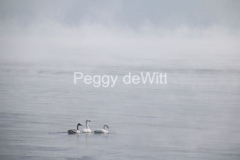 Birds-Swans-Misty-3142