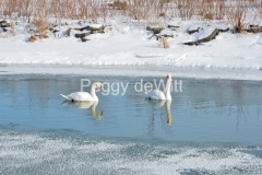 Birds-Swans-Winter-3116