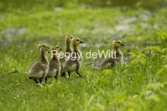 Geese-Goslings-1104