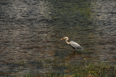 Bird Blue Heron #2472