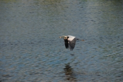 Bird Blue Heron Flying #2471