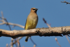 Bird Cedar Waxwing #2932