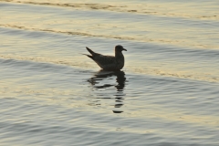 Bird Floating #2976