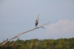 Bird Great Blue Heron #3136