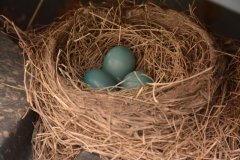 Bird Nest Three Eggs #3139