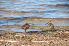 Bird Short-Billed Dowitcher #3533