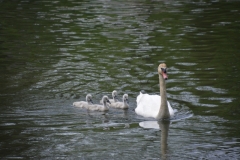 Birds Swan Babies #3535