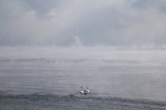 Birds-Swans-Winter-Mist-3883
