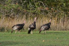 Birds-Turkeys-Brighton-3884
