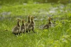 Geese Goslings #1104