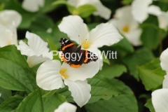 Flowers-Trilliums-Butterfly-3243