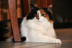 Cat-Calico-2826