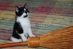 Cat-Kitten-Broom-2482