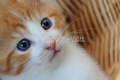 Cat-Kitten-Closeup-2483