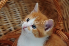 Cat-Kitten-Cute-2484