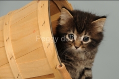 Cat-Kitten-in-Basket-2135