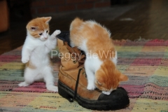 Cat-Kittens-Boot-2487