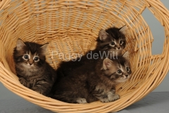 Cats-Kittens-in-Basket-2134