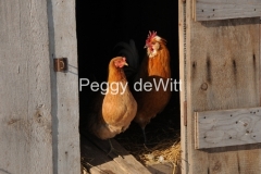 Chickens-Brown-2773