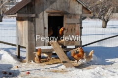 Chicken Coup Winter #2772