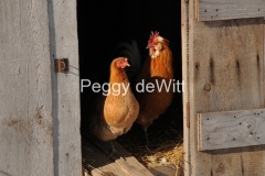 Chickens Brown #2773