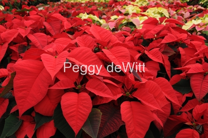 Flowers Poinsettia Red 3 #2261