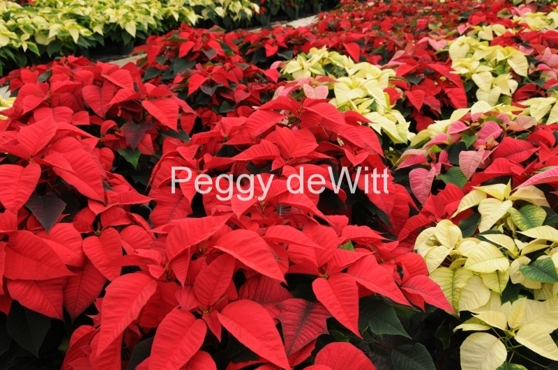 Flowers Poinsettia Red 4 #2262