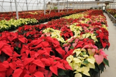 Flowers Poinsettia Garden Centre 2 #2256