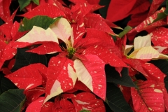 Flowers Poinsettia Red 1 #2259