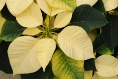 Flowers Poinsettia White 2 #2265